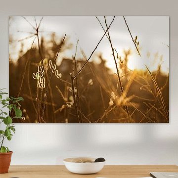 Wilgenkatje in de zonsondergang