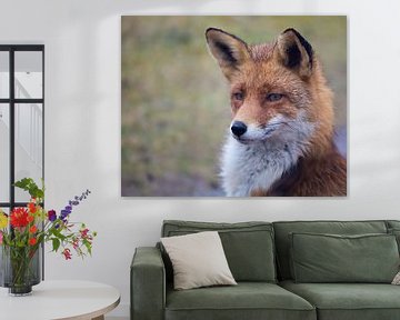 Fox portrait by Loes Fotografie