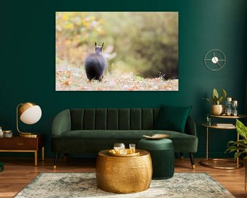 Eekhoorn starend in de verte van Danny Slijfer Natuurfotografie