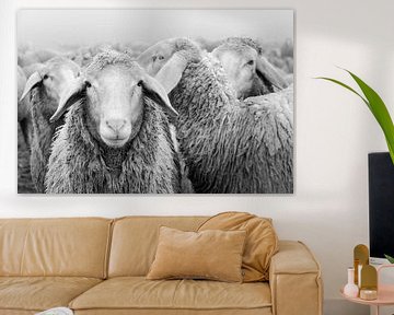 Kudde schapen zwart en wit van Michael Valjak