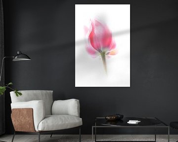 Roze tulp tegen een witte achtergrond