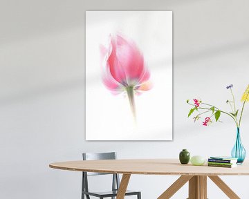 Roze tulp tegen een witte achtergrond van Jacqueline Gerhardt