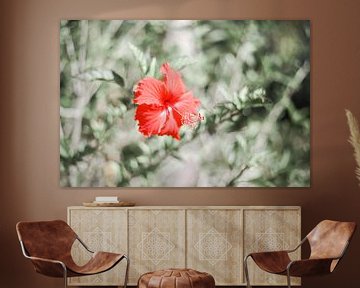 Australian Red Flower von DsDuppenPhotography