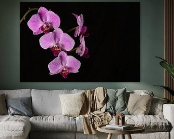 Orchidee van Denis Feiner