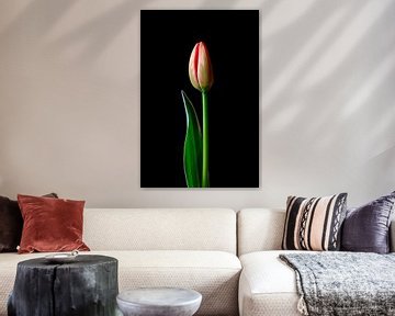 Tulp elegant