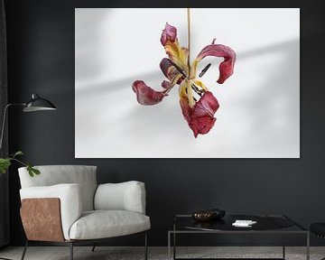 Dried Tulip by Hans Kool