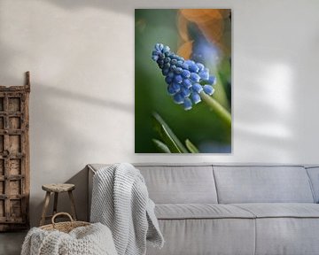 Muscari, blue grape with bokeh by Lindy Schenk-Smit
