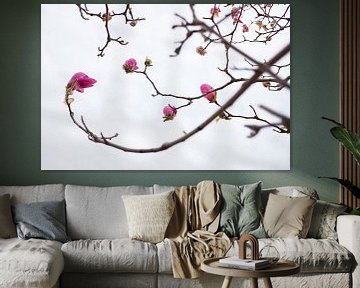 Fleurs de magnolia au printemps sur Chihong