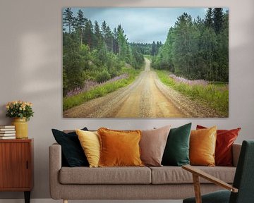 Pine trees along a dirt road in Finland