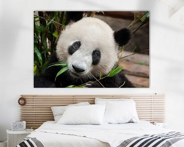 Pandabär frisst Bambus von Chihong