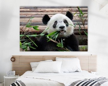 Panda bear eating bamboo by Chihong
