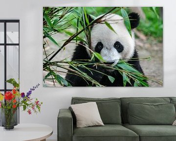 Pandabär frisst Bambus von Chihong