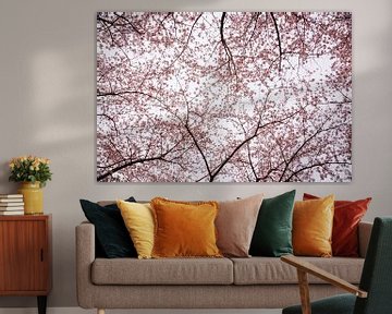 Kersen bloesem bomen in de lente, Japanse Sakura in Almere, Nederland | Fine art botanische prints van Evelien Lodewijks