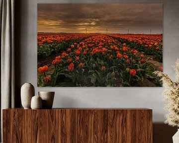 Tulpen in Nederland van Dennie Jolink