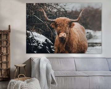 schottische Hochlandrinder Porträt im Winter von Lotte van Alderen