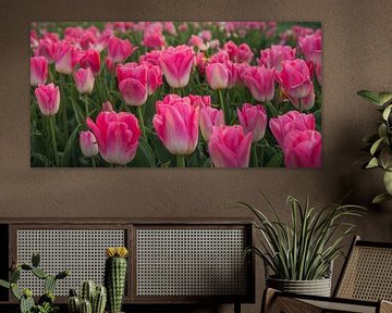 Roze tulpen van Anita Loos