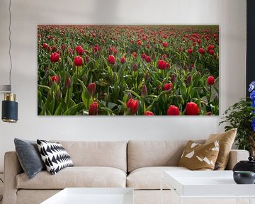 Tulipes rouges sur Anita Loos