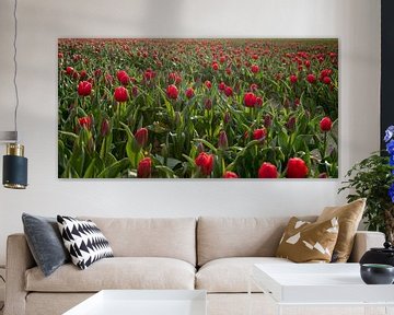 Rote Tulpen