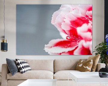 Roze/witte Anjer bloem met water druppels van Dafne Vos