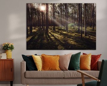 Sonnenstrahlen im Wald von Skyze Photography by André Stein