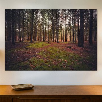 open plek in het bos