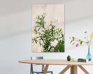 Witte Oleander | Elba Island | Italië | Bloem | Botanisch van Mirjam Broekhof