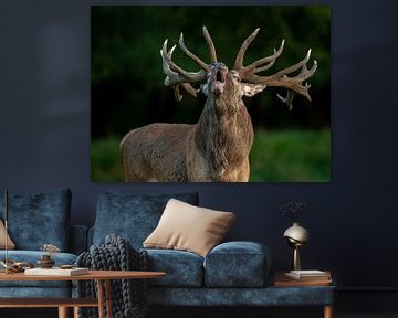 Red deer by Harry Punter