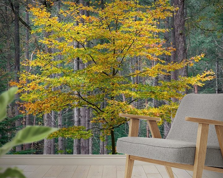 Sfeerimpressie behang: Gouden boom in het bos van Patrick van Os
