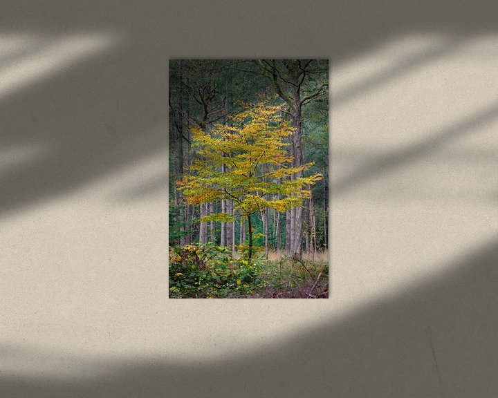 Sfeerimpressie: Gouden boom in het bos van Patrick van Os