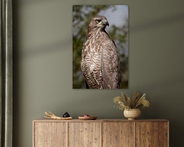 African Marsh Harrier sur Stephan Spelde