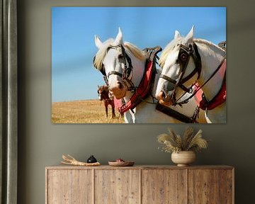 Werkpaarden - Working horses van Betty Heideman