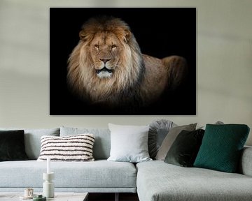 Löwen: Liegender Löwe mit schwarzem Hintergrund