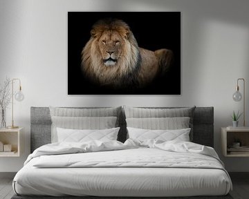 Löwen: Liegender Löwe mit schwarzem Hintergrund