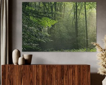 Fresh green in the forest