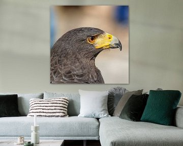 Raubvogel - 4