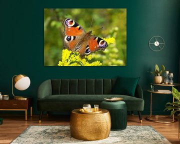 Schmetterling (Pfauenauge) von Frank Herrmann
