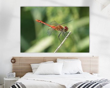 Dragonfly resting on a branch