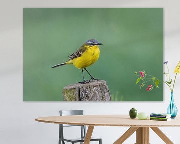 Yellow wagtail in the polder by Pieter Elshout