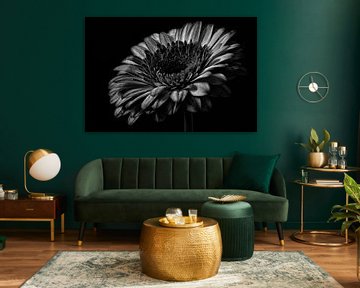 Gerbera zwart wit stilleven van Steven Dijkshoorn