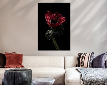 Rode bloem met water druppels van Steven Dijkshoorn