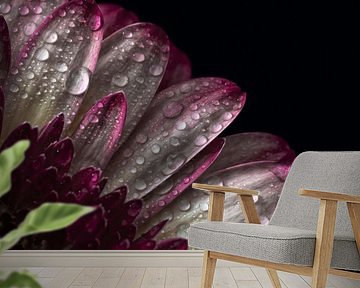 Close up gerbera | Still life by Steven Dijkshoorn
