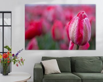 Roze tulp van Corné Ouwehand