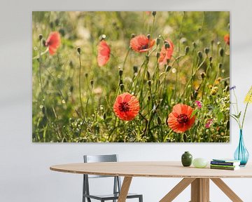 Coquelicots dans le soleil du matin sur Margot van den Berg