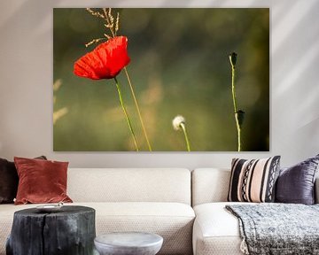 Poppy in the sun by Margot van den Berg