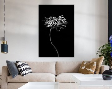 Distant dried flower with long stem in black and white by Steven Dijkshoorn