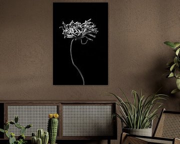 Vergaande opgedroogde bloem met lange stengel in zwart wit