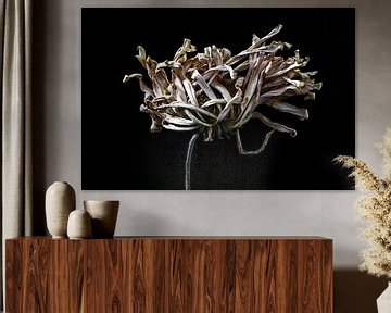 Remote dried flower by Steven Dijkshoorn