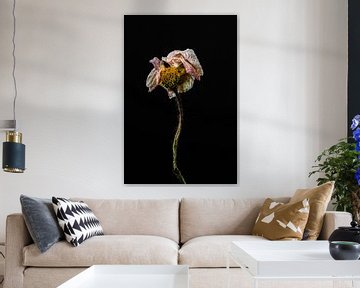 Schöne getrocknete Blume als Stillleben von Steven Dijkshoorn