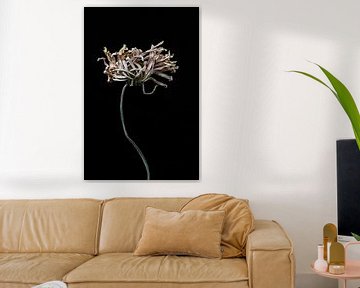 Extensively dried flower with long stem by Steven Dijkshoorn