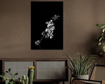 Blüte als Stillleben in Schwarz-Weiß von Steven Dijkshoorn